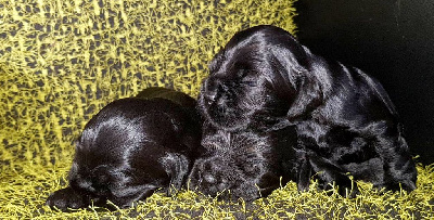 Du Parc Lebret - American Cocker Spaniel - Portée née le 29/12/2022